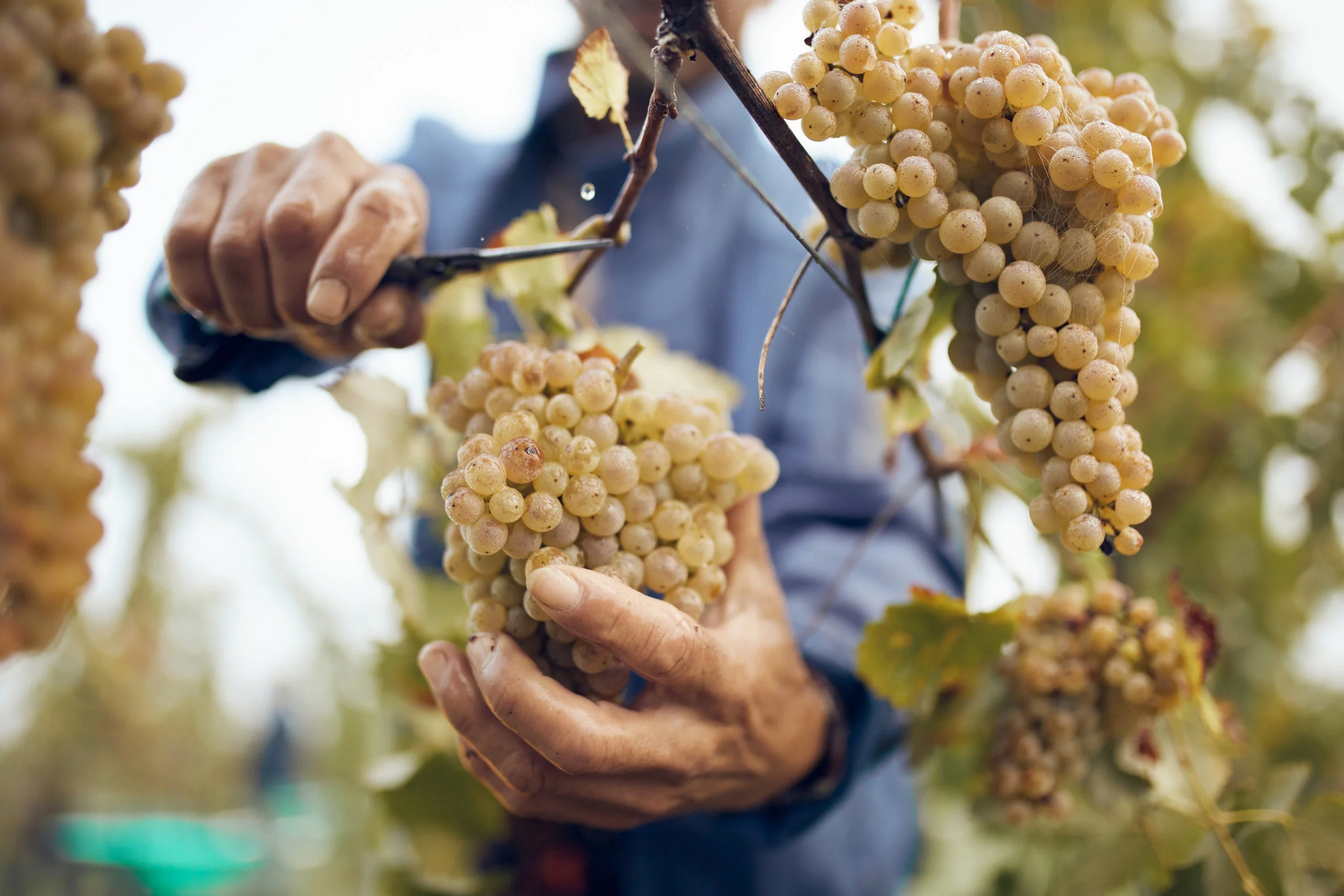 Benfenati_Vendemmia_2019_MG_8205_bassa_ed.jpg