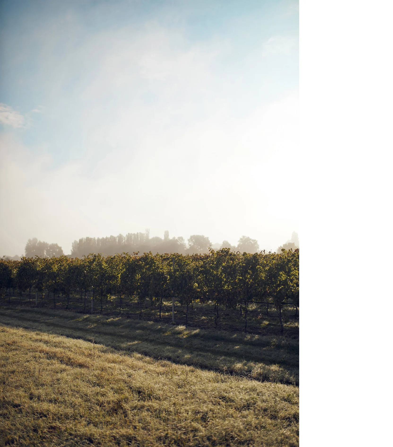 Benfenati_Vendemmia_2019_MG_8384_bassa_ed_frame.jpg