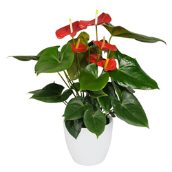 Anthurium Rosso  Modulo HOH: vaso 7-9 cm  Modulo HUB: vaso 9-12 cm