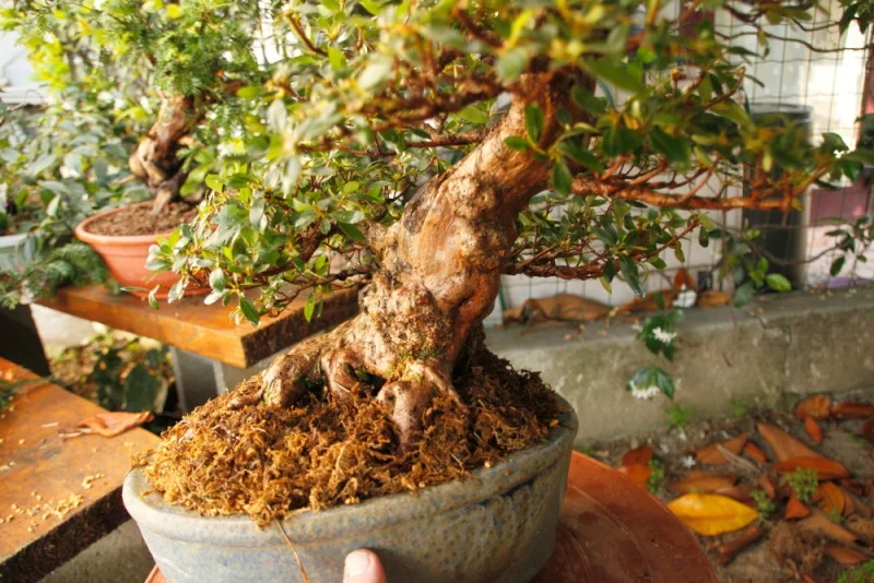sfagno_bonsai_01.jpg