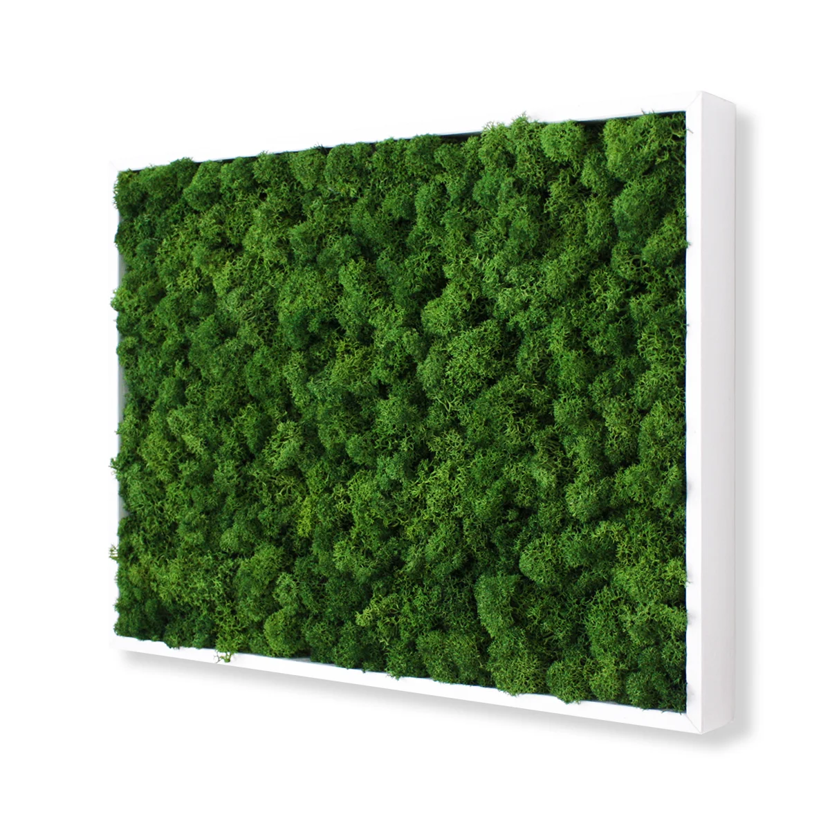 Reindeer_Moss_40x30_fgreen_DX.jpg