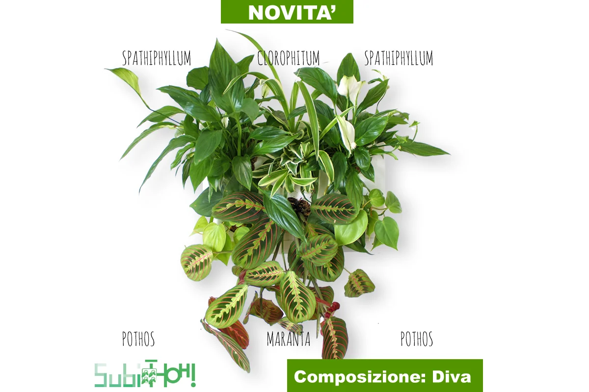 DIVA_cover.jpg