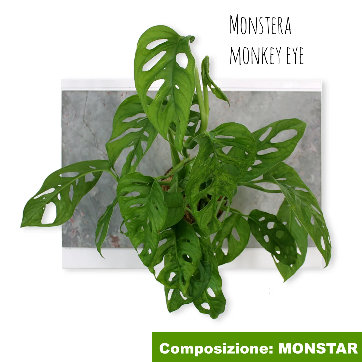 MONSTAR_COVER.jpg