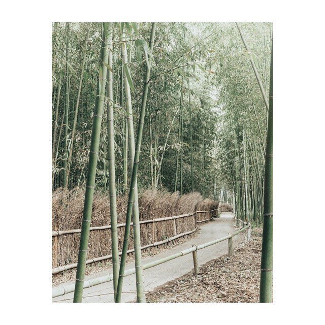 Kyoto Memories: Bamboo Forest 
Thank you Kyoto for all your wonderful pre-lockdown memories. .
.
Prior to starting my packed schedule of shoots in Kyoto, I wanted to capture a sense of calm and tranquility, so decided to wake up early and make a medi