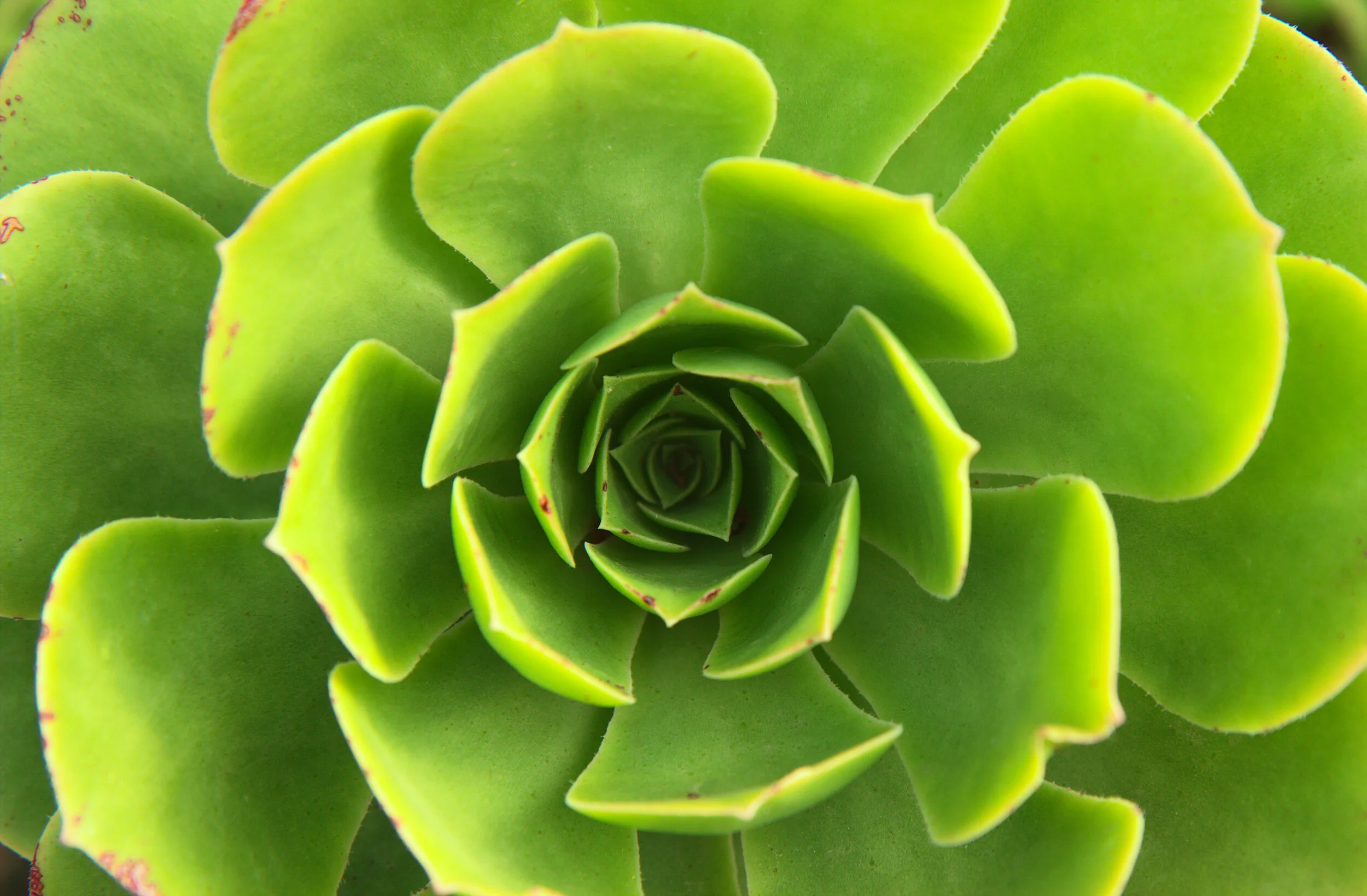 AdobeStock_229411707.jpeg
