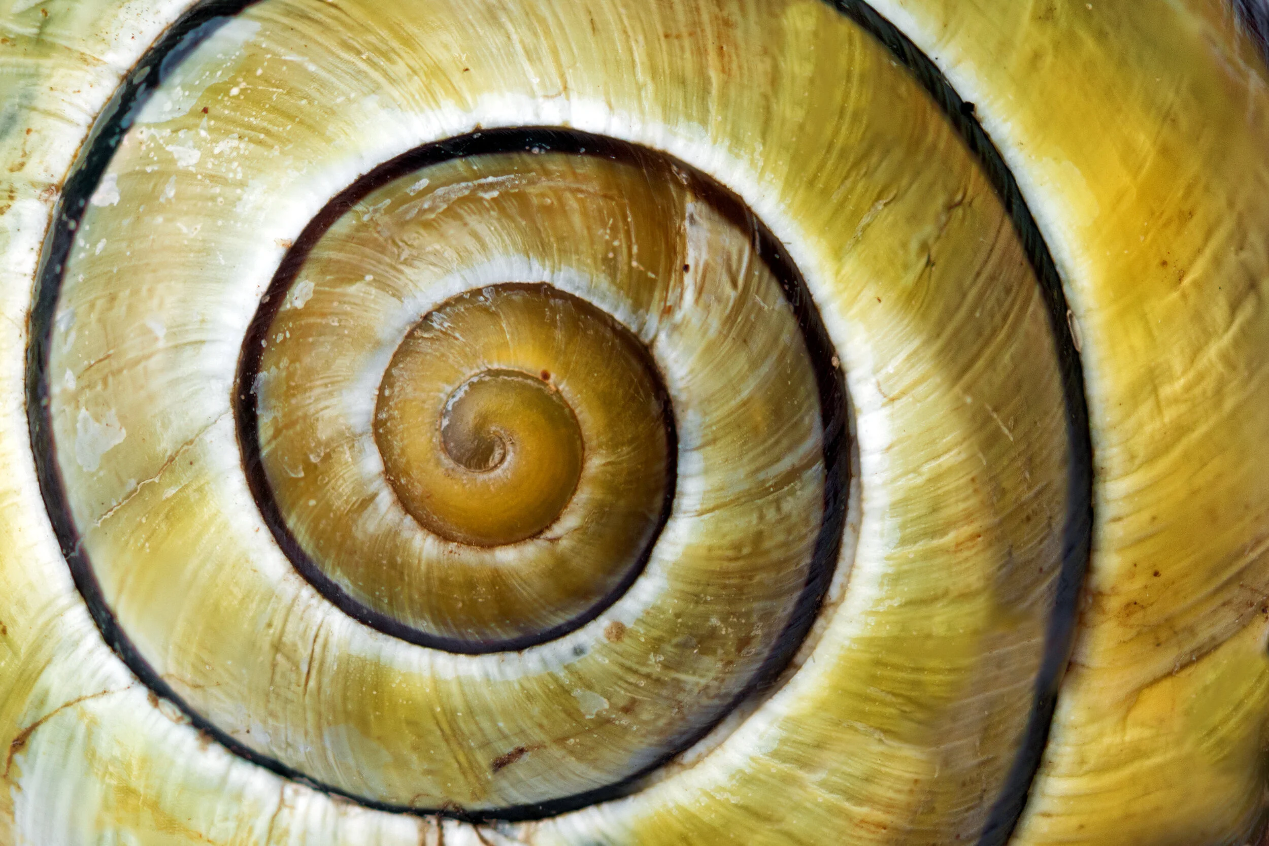 Finbonacci AdobeStock_219949549.jpeg