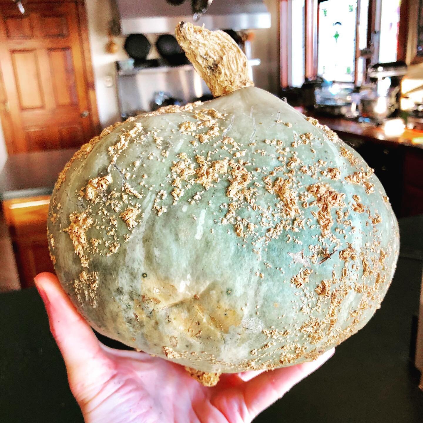 Best tasting squash EVER!
-
It&rsquo;s not really available in most stores.
-
It is not commonly grown.
-
It is smooth and with butter it tastes like pudding.
-
Can you name it!?