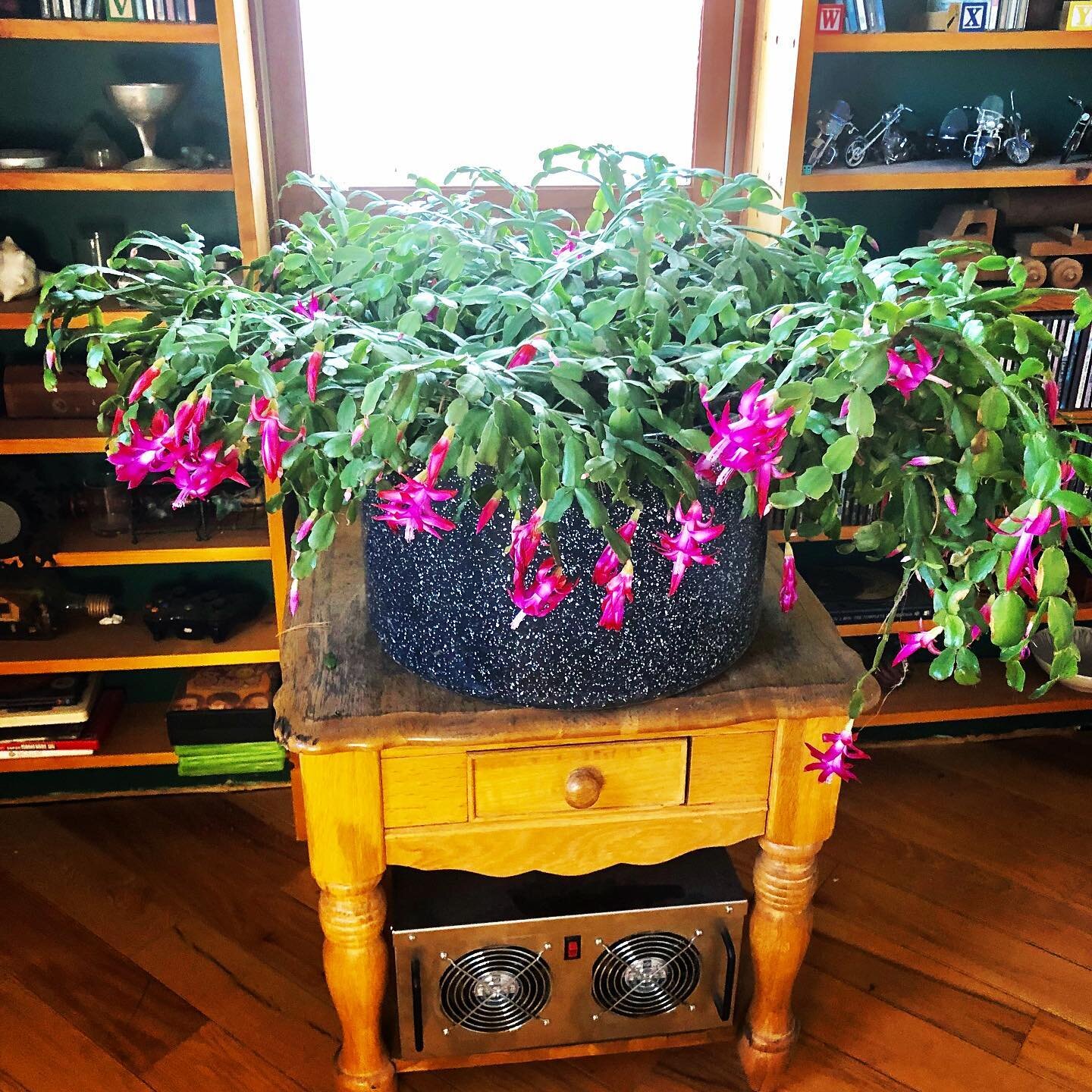 This amazing Christmas Cactus was given to us by a dear friend.
-
It is estimated to be over 100 years old! No joke.
-
We have it planted in an old chili pot and it blooms around the holidays every year.
-
Is this amazing or what!?
-
And, if you&rsqu