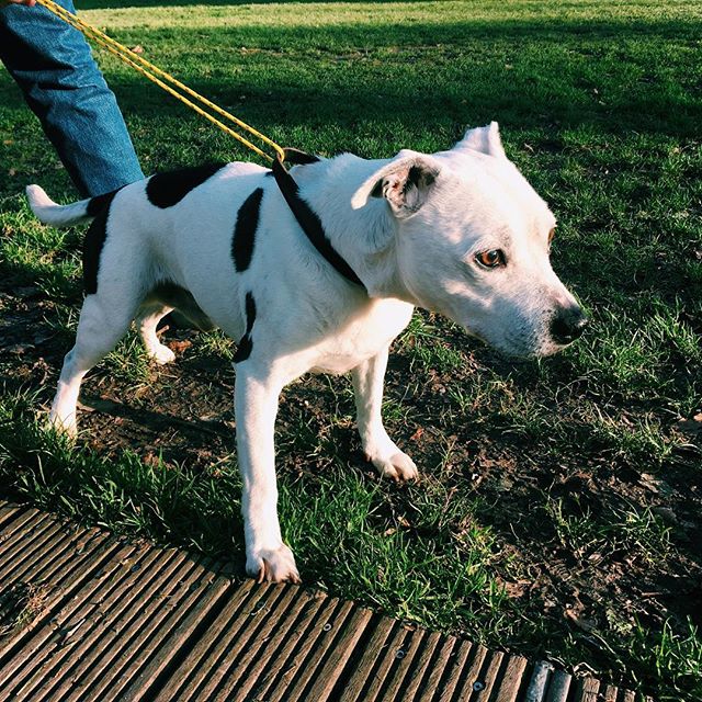 UPDATE FOUND HIS OWNER! Thanks for all the help! Xxx
LOST DOG - 13 years old, deaf, named Caesar. Microchipped but no luck finding the owners. Found today at 2:30pm on Newington Green. Ran across the road from Mildmay Park Road direction. Friendly ma