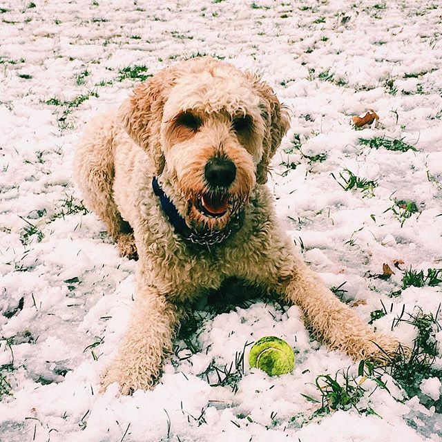 Dogs, snow and Lizzys hot chocolate for cold hands!!! ☃️#lizzysonthegreen #snow #park #dogs #cute