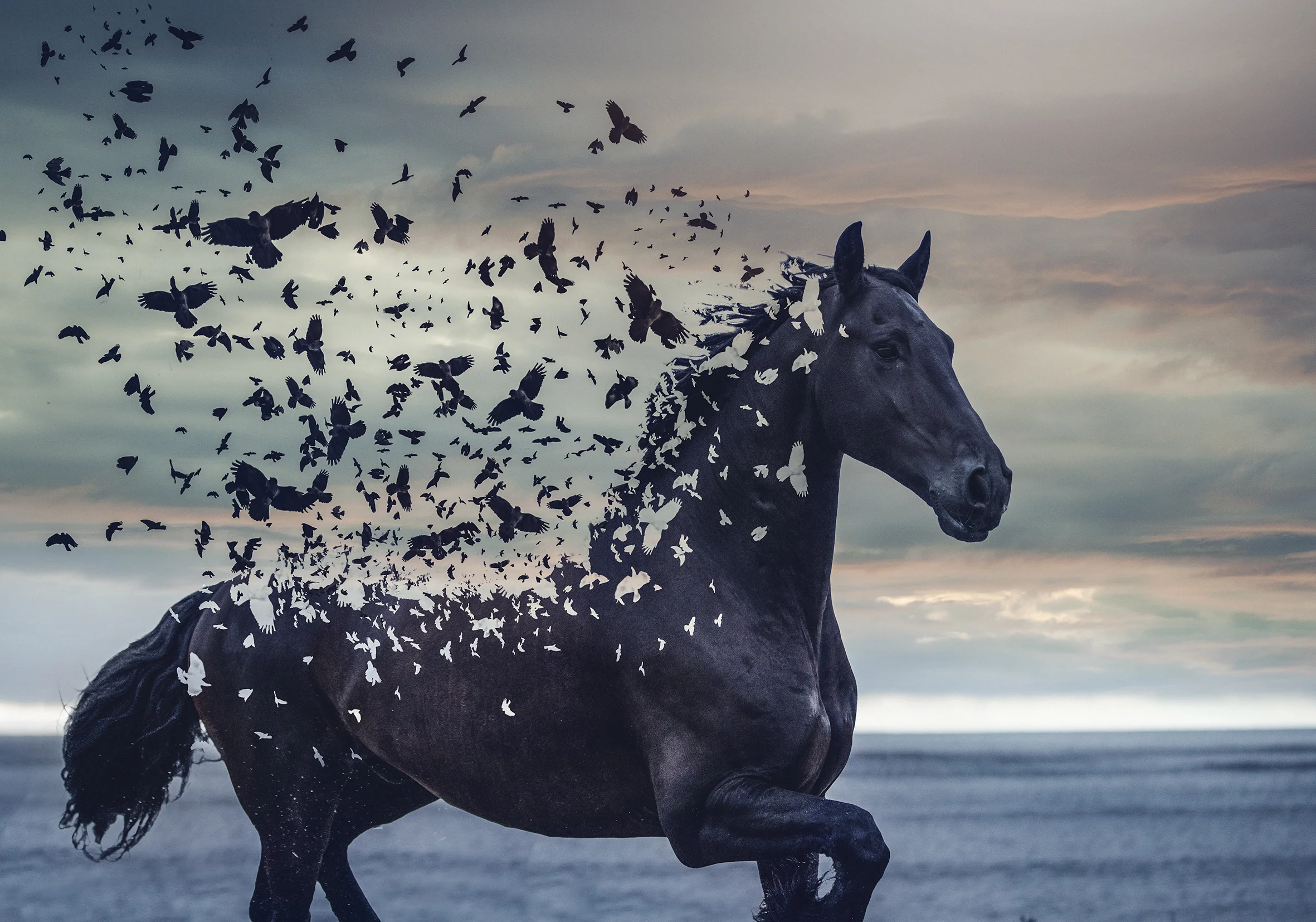 friesian.jpg