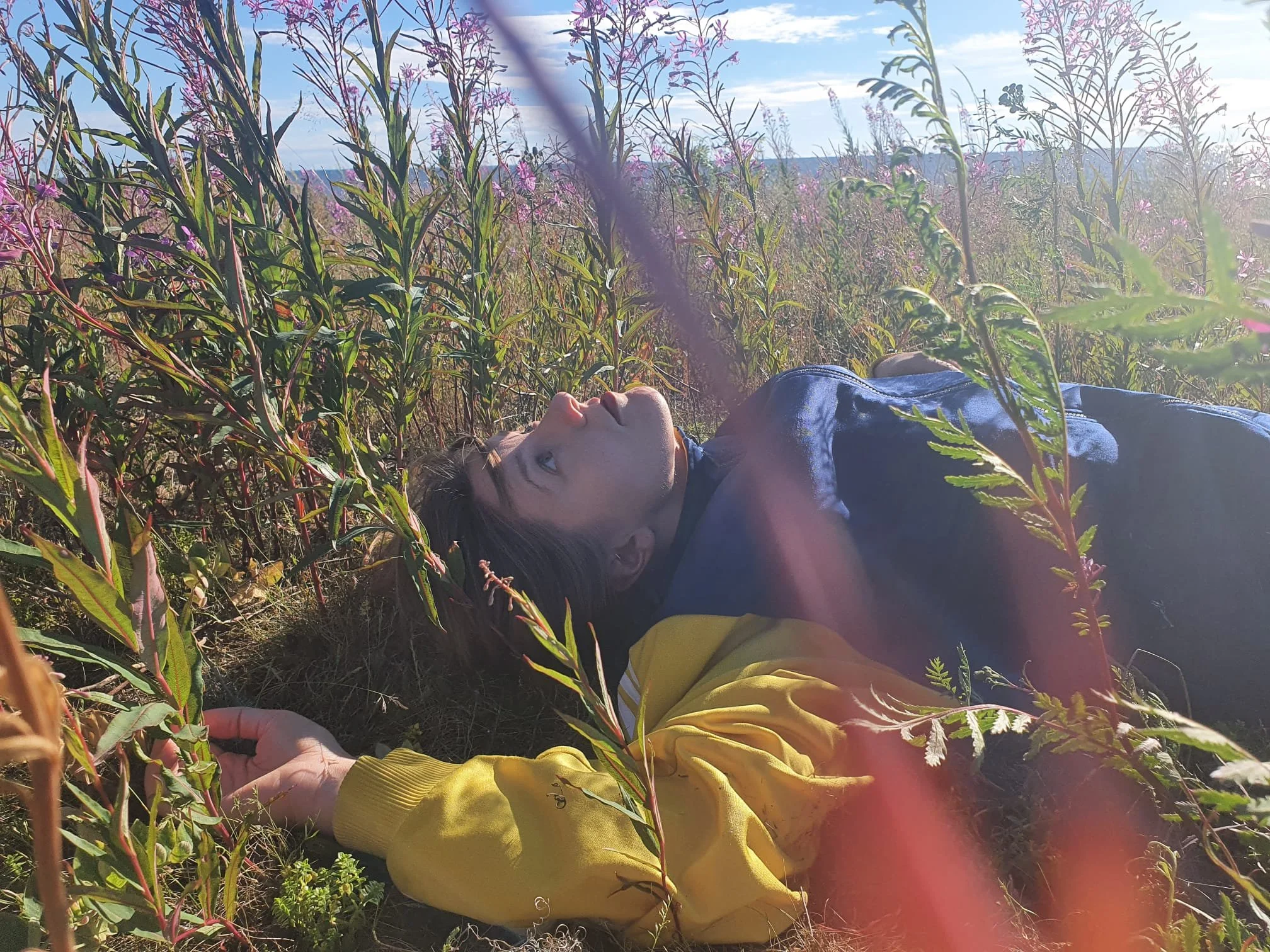 Person lying in a field of tall grasses and wildflowers on a sunny day, with a clear blue sky and some clouds.
