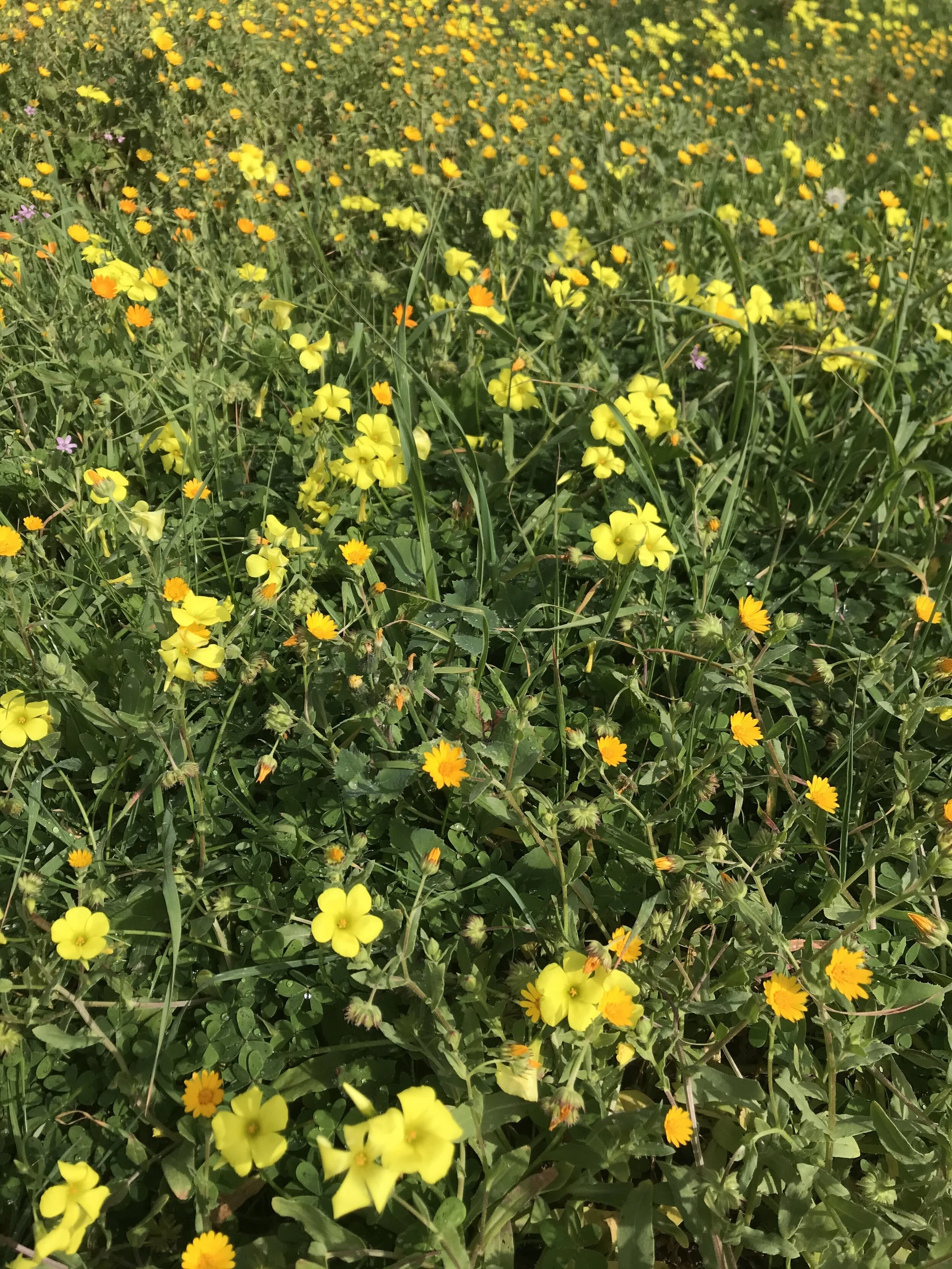 Los algoritmos de la intuición