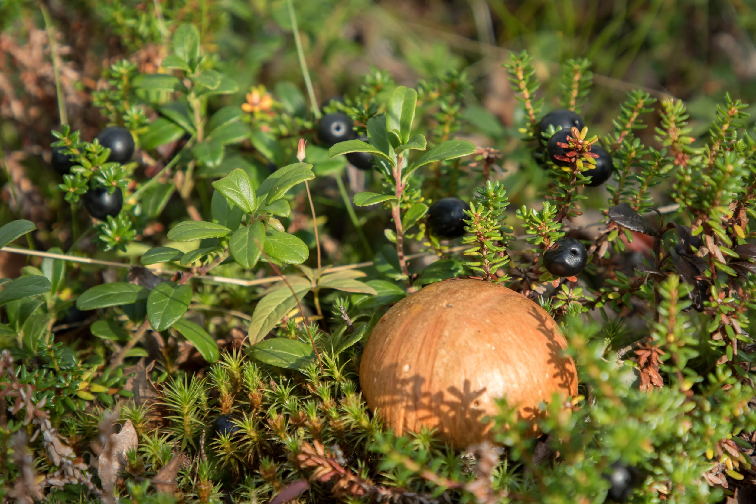 copyright_vhephotography_ruska_0W0A8562.JPG
