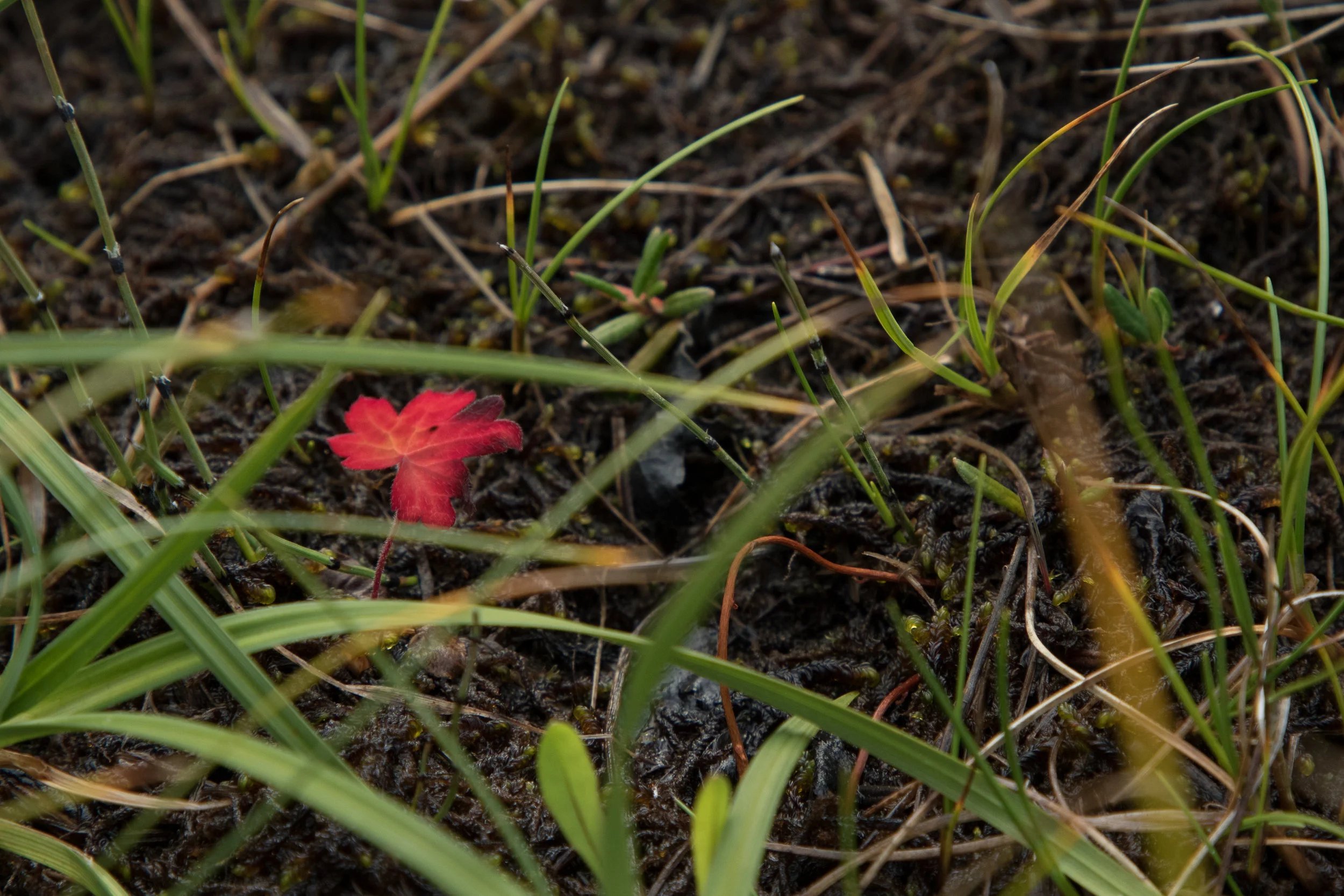 copyright_vhephotography_ruska_0W0A8364.JPG