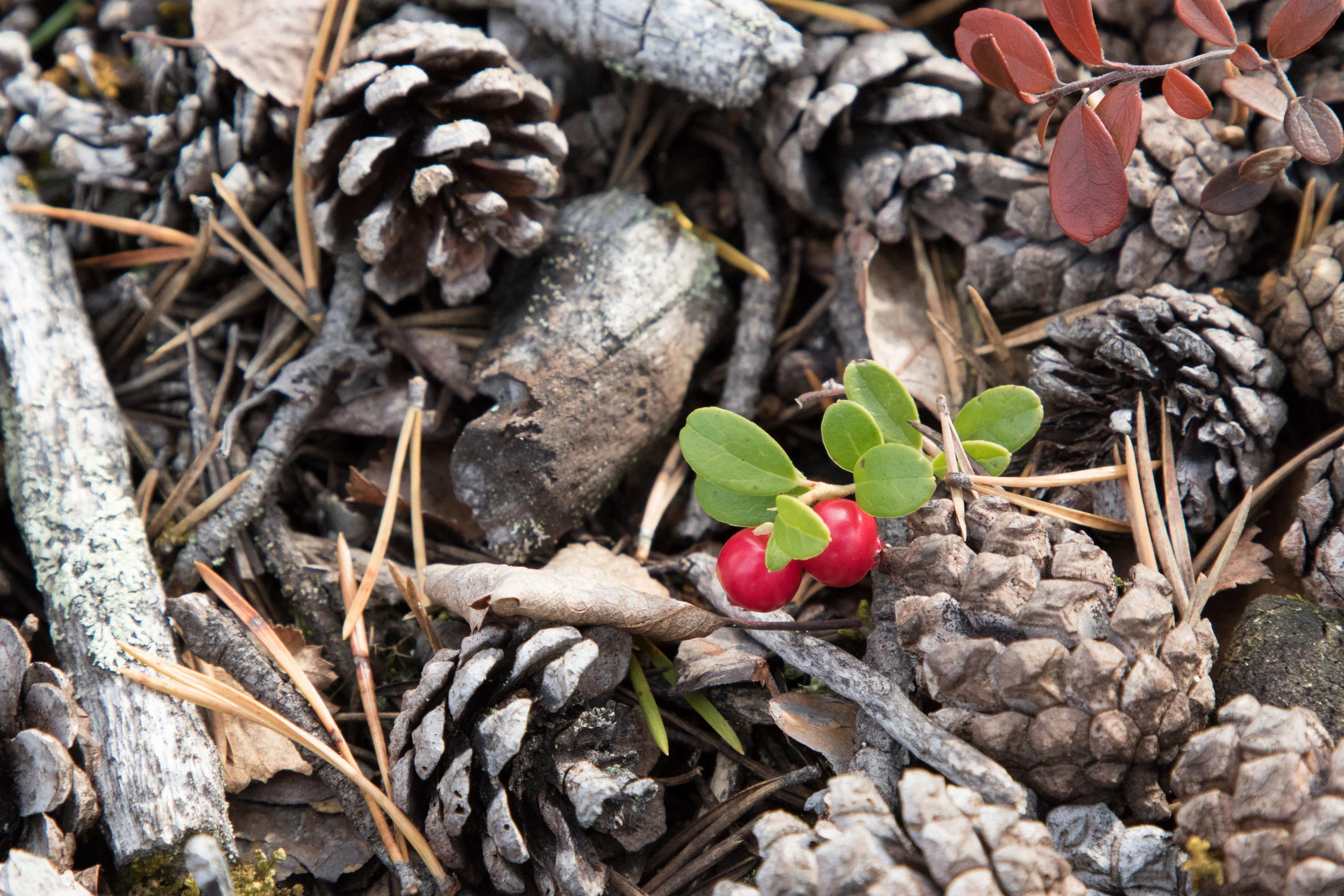 copyright_vhephotography_ruska_0W0A8498.JPG
