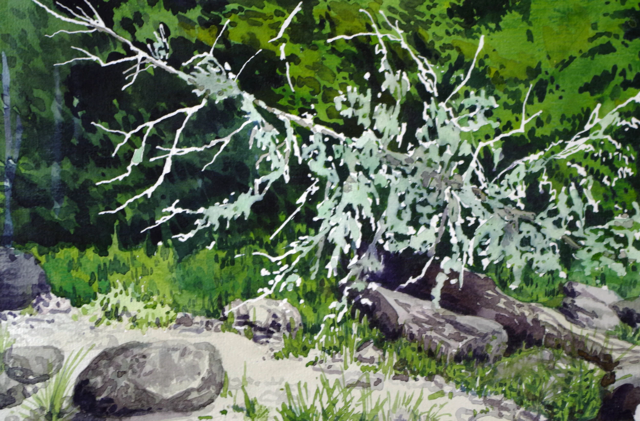 Fallen Tree with Lichen