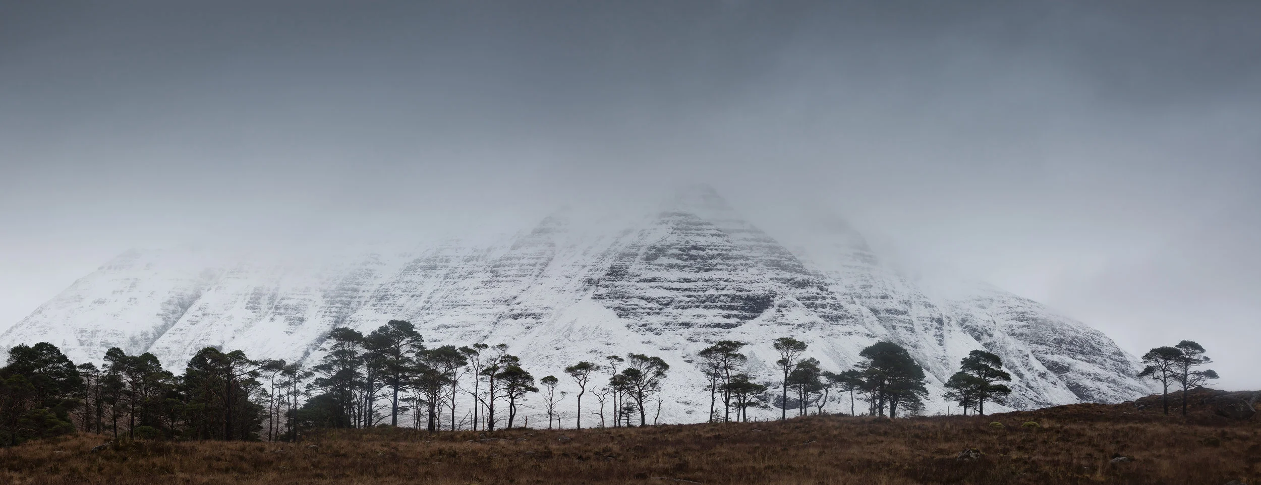 Torridon trees, Scotland