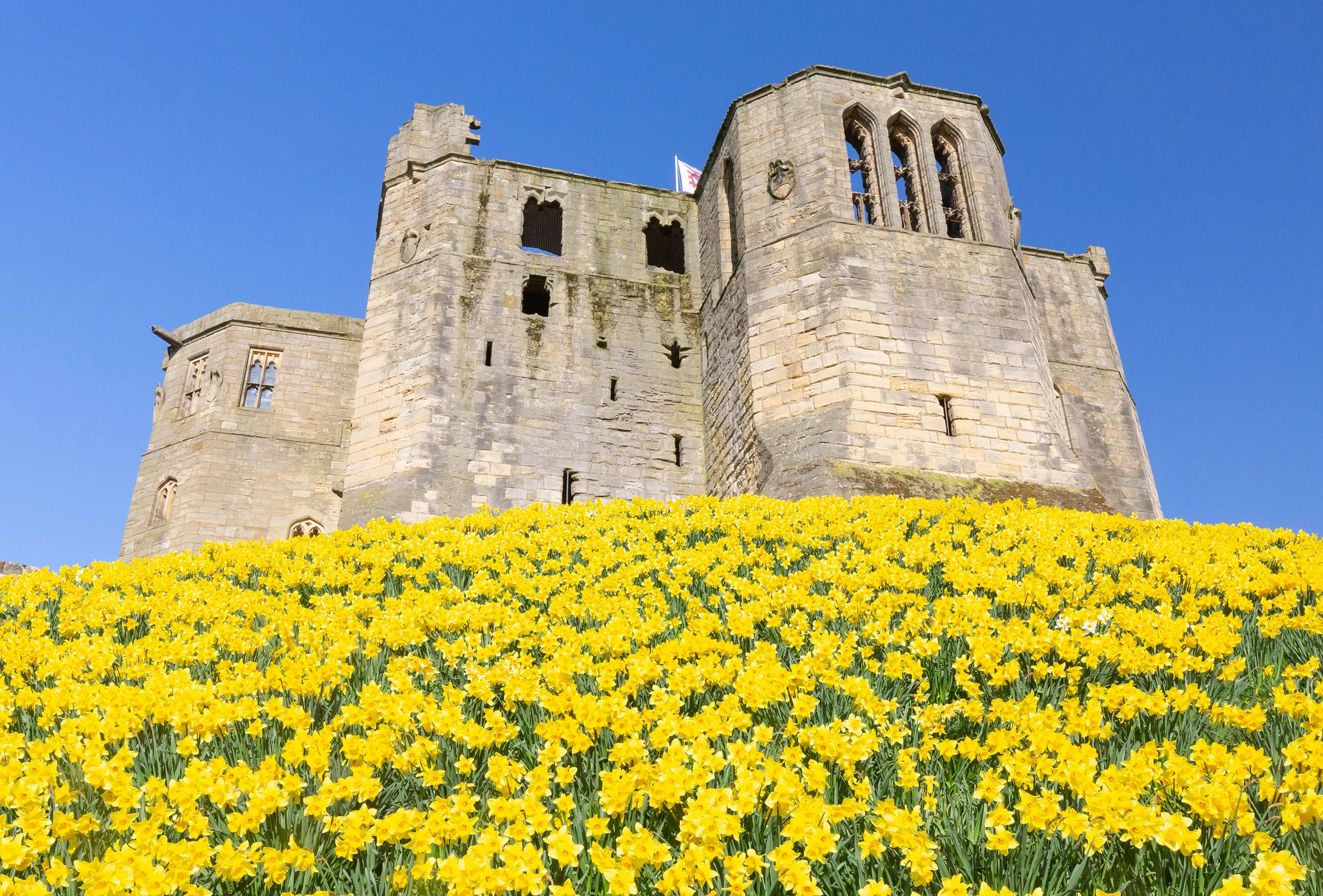 Warkworth daffodils
