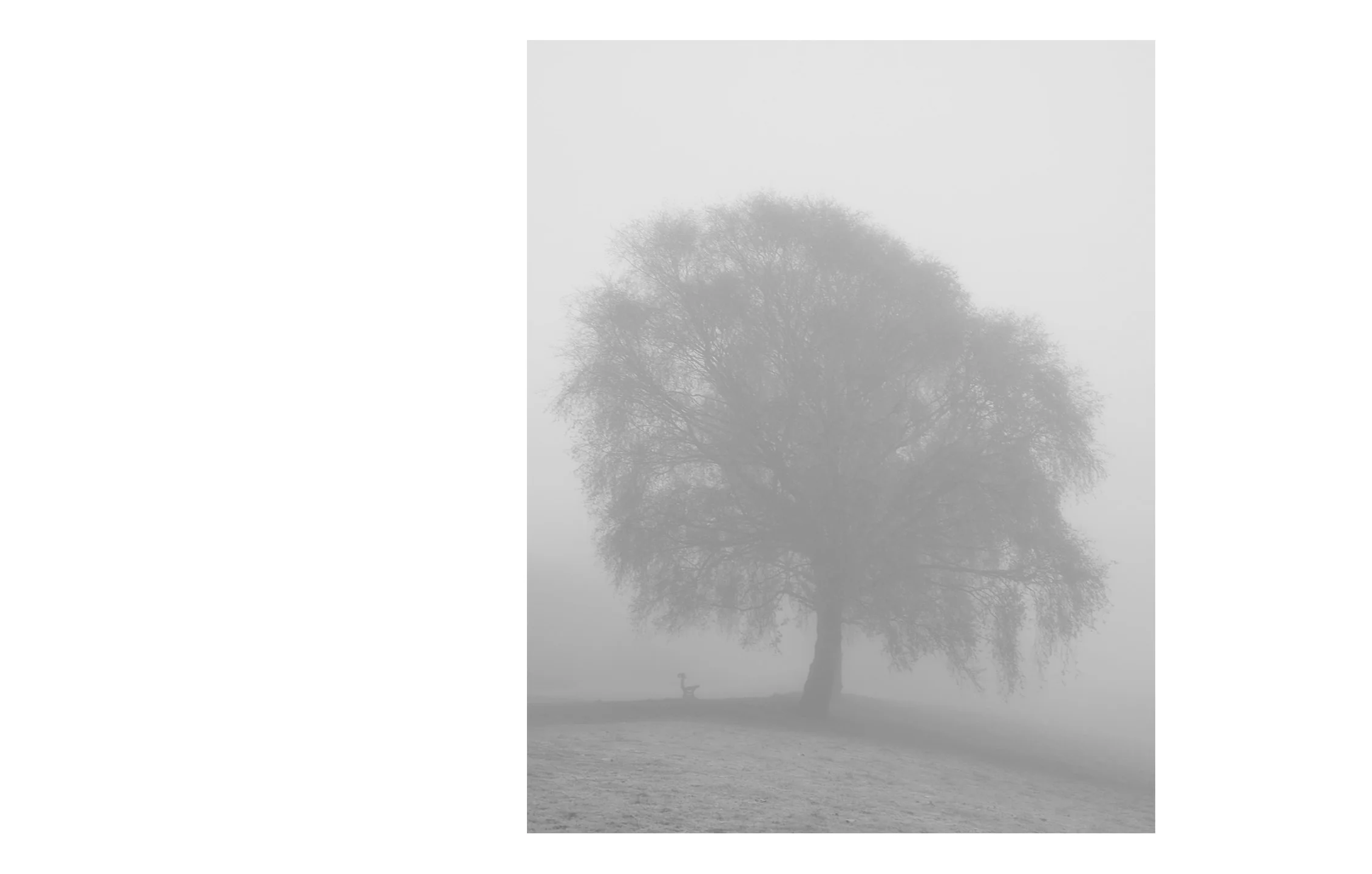 Fog Crystal Palace Park, 2017