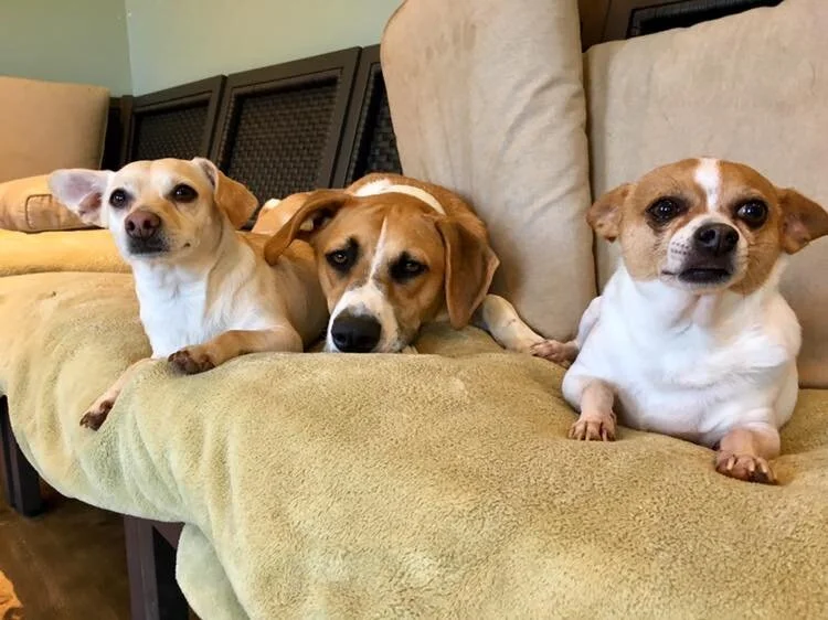 Pups.jpg