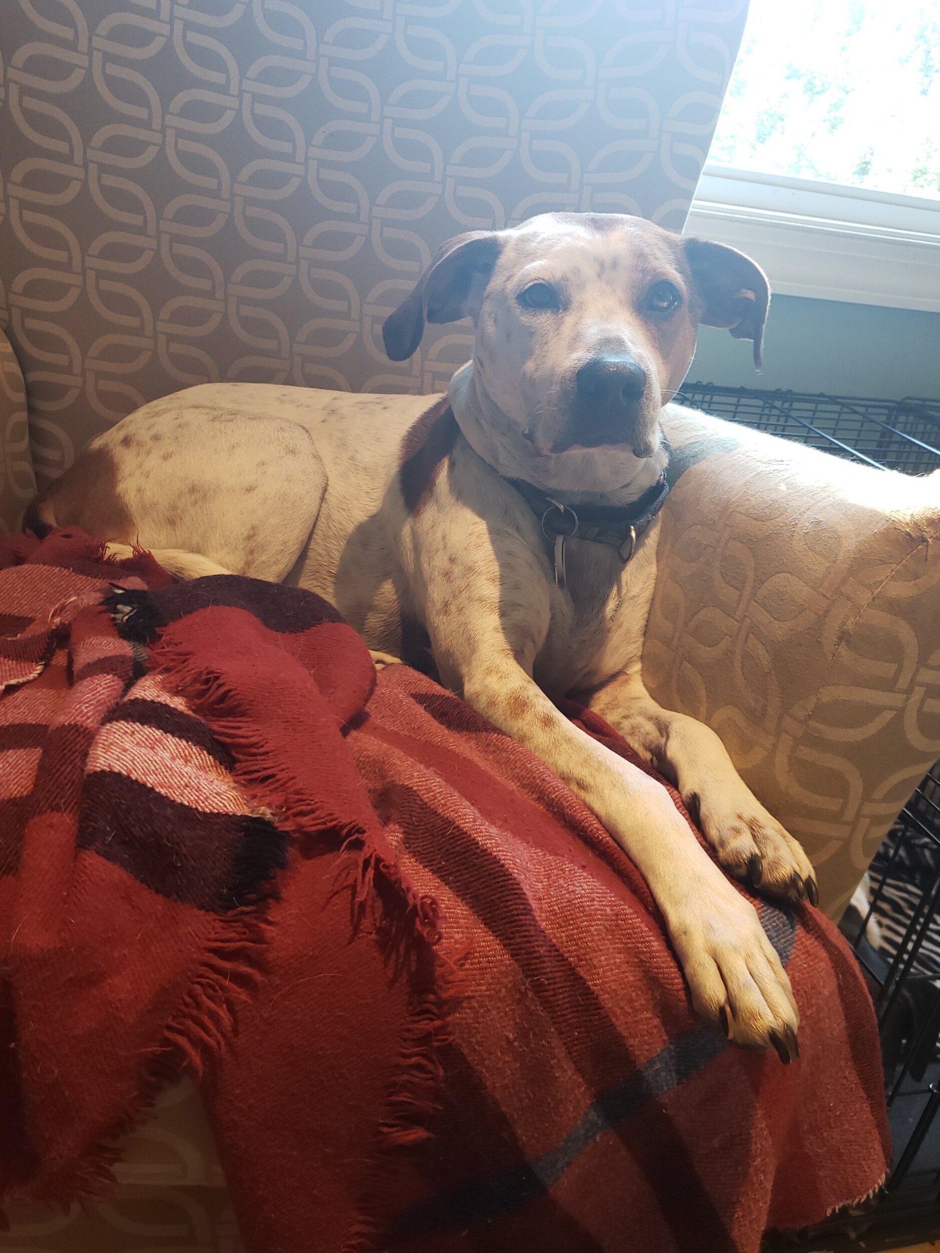 Pet of the week 7/27/20 — Four Paw Bed & Biscuit LLC