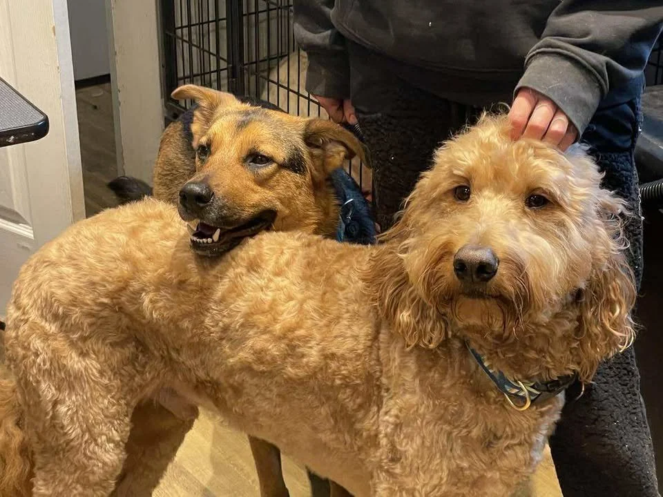 finn and beau.jpg