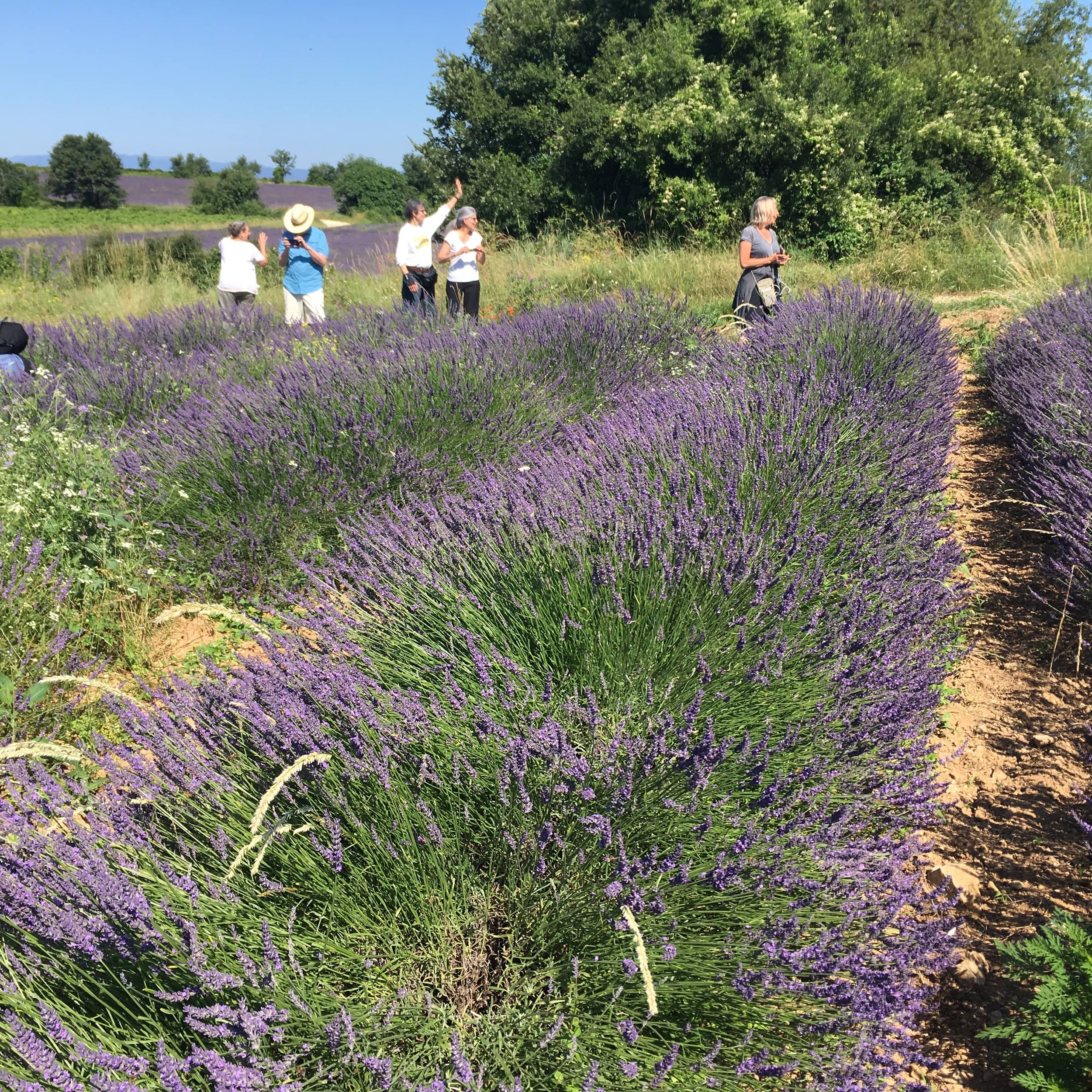 Enjoying the fields of lavender