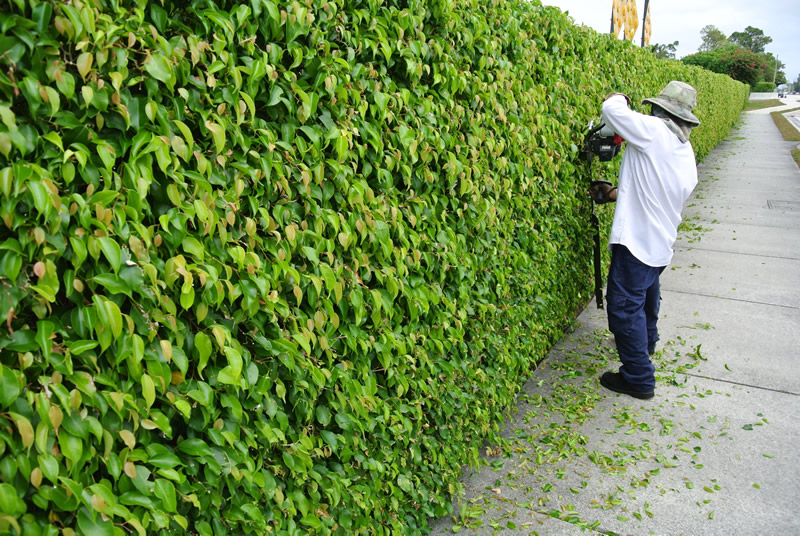tree-trimming2.jpg