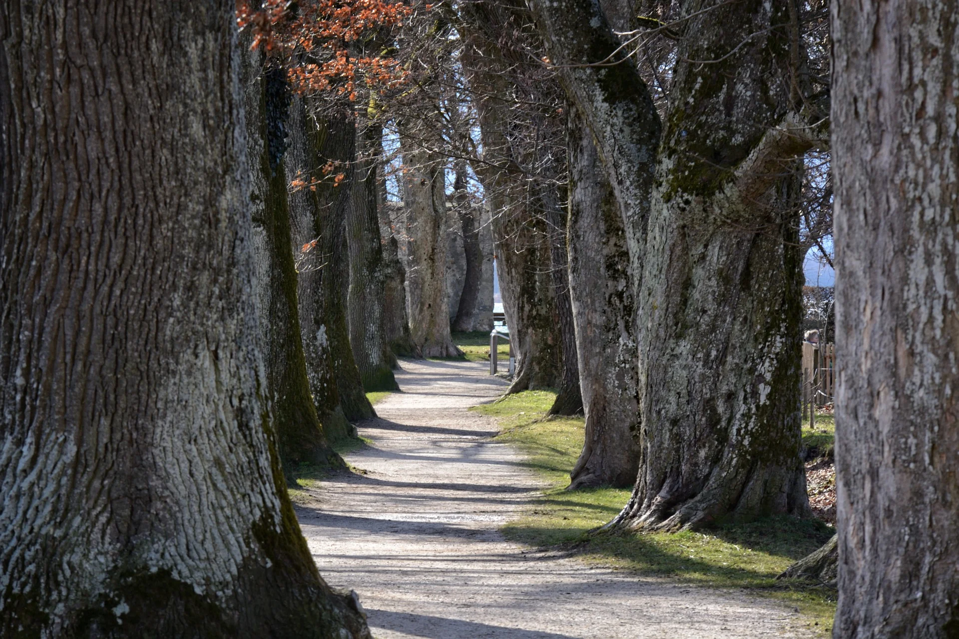 tree-lined-avenue-1201519_1920.jpg