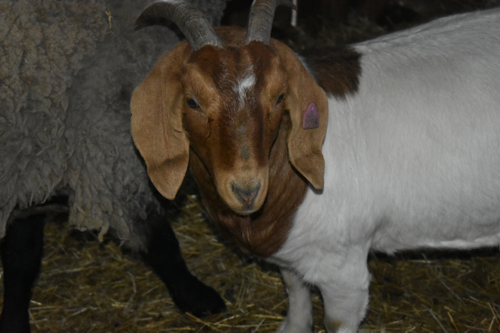 DSC_0853.jpg