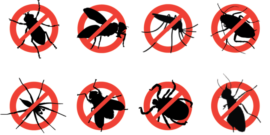 Pest Control Solutions In Eugene