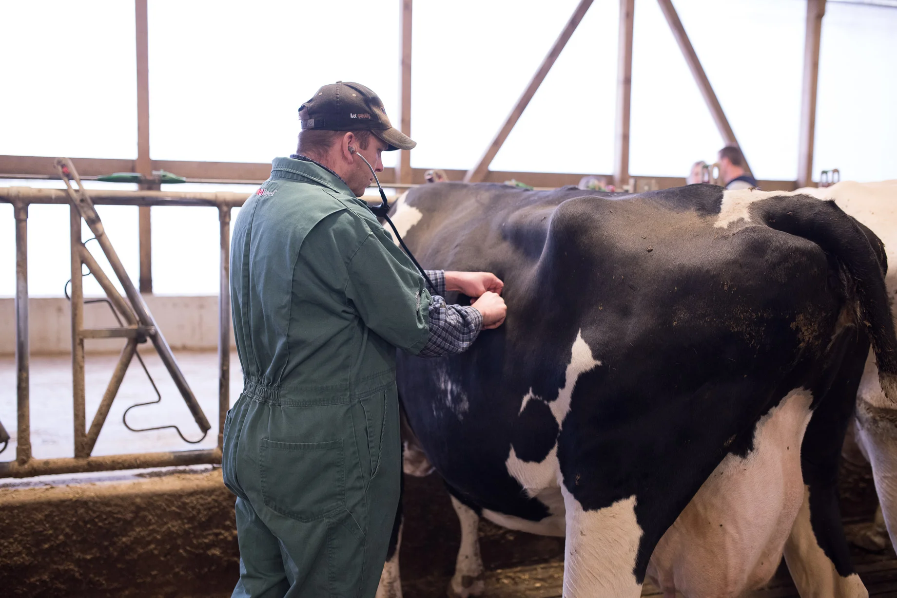 Rideau-Vet-Cow-Surgery-1.jpg