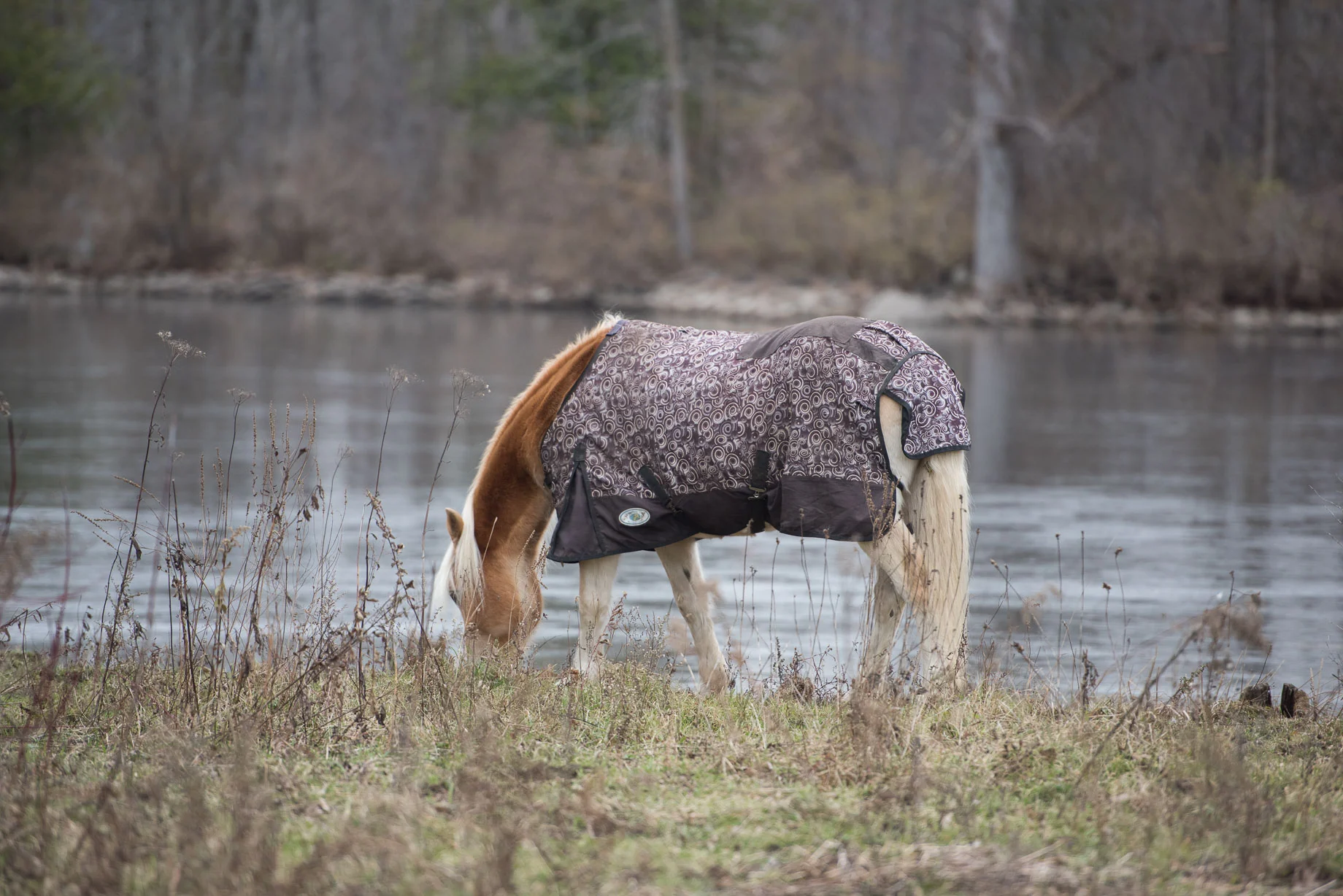 Rideau-Vet-Equine-Vaccines-1.jpg