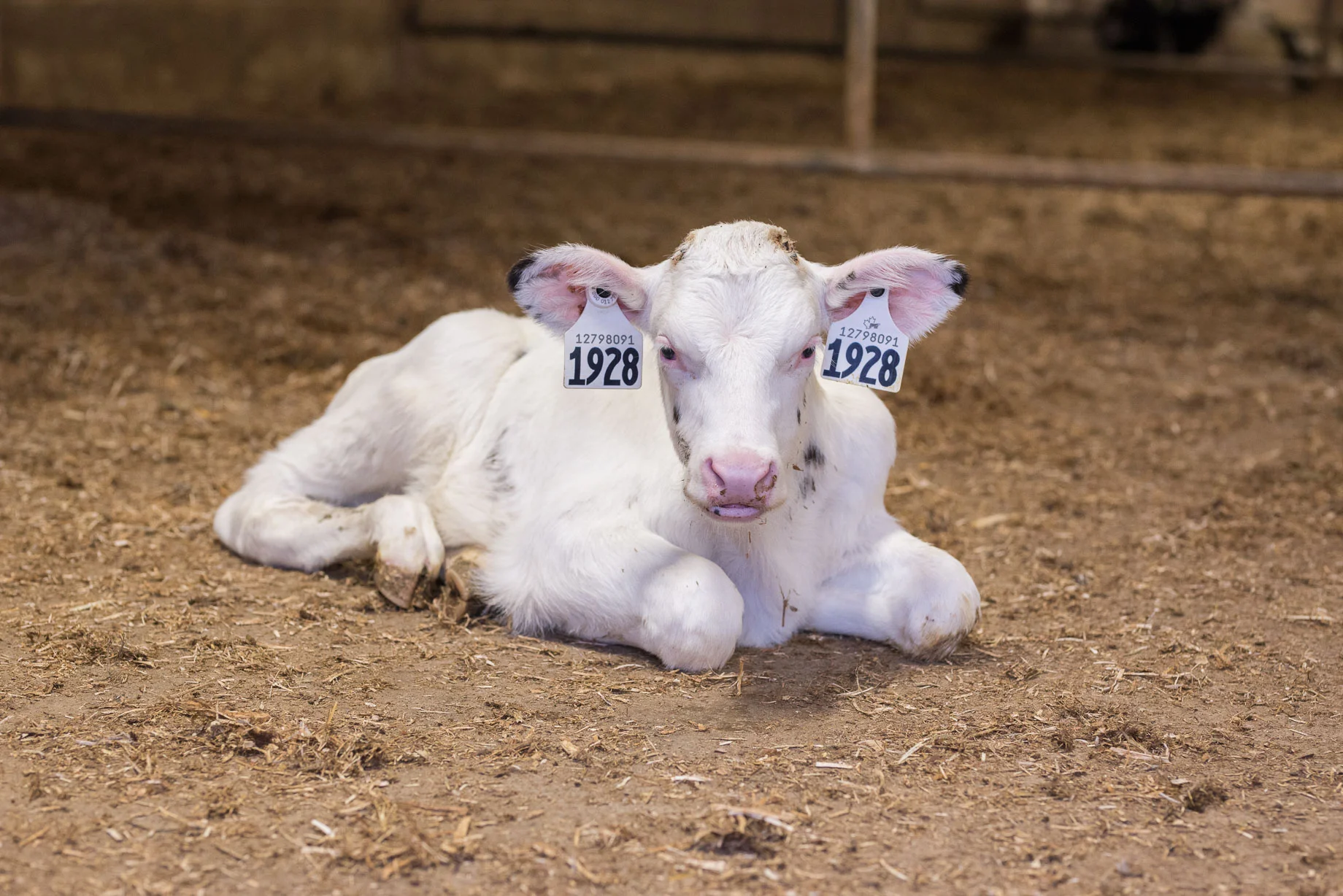 Rideau-Vet-calves-1.jpg