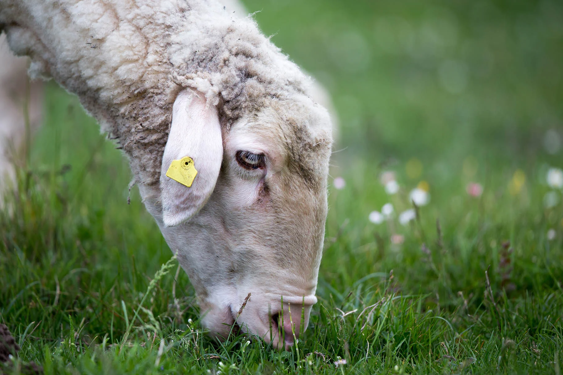 Rideau-Vet-Deworming-Sheep.jpg