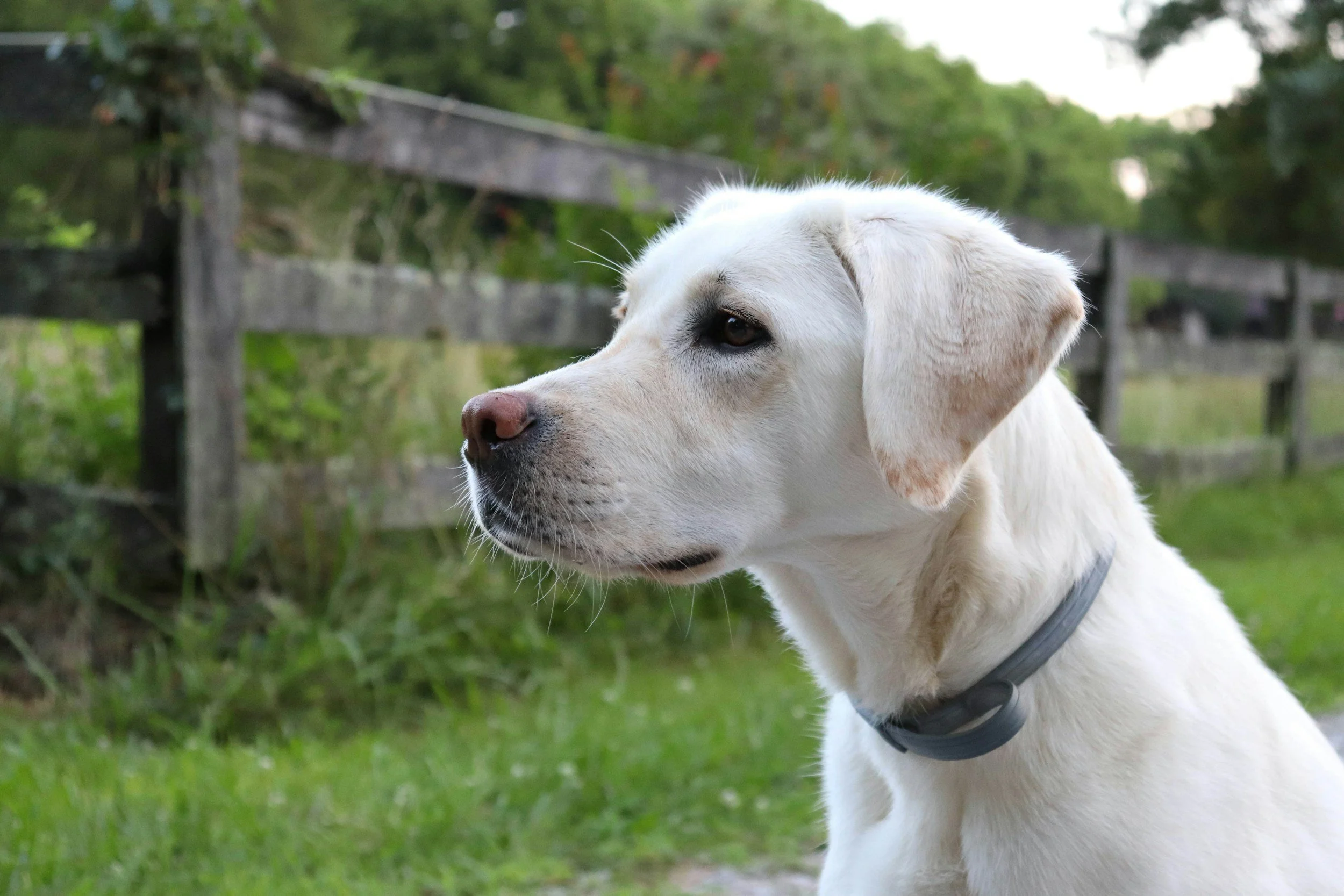 Best Fence for Dogs in Asheville, NC