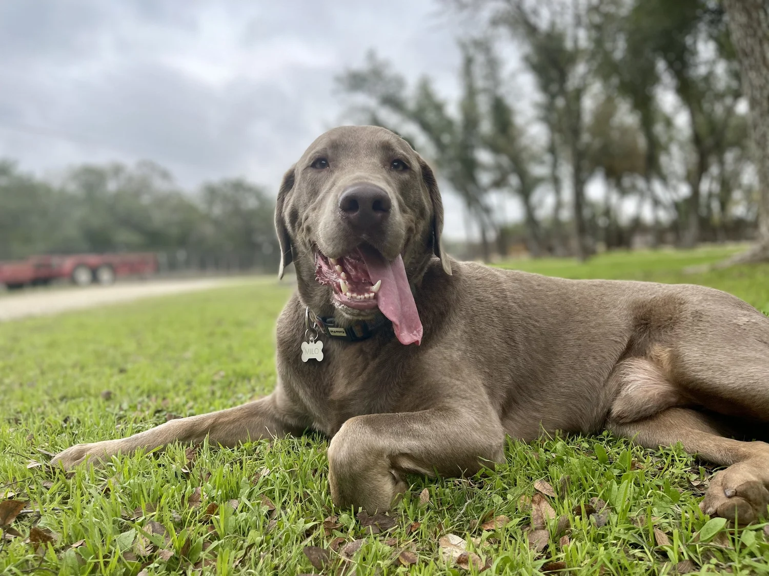 longhorn-dog-boarding-training-georgetown-leander-cedar-park