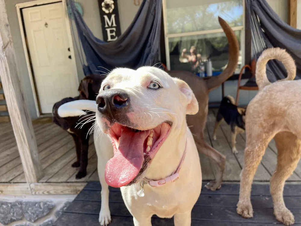 Longhorn Pet Services Dog Boarding / Leander Dog Boarding / Cedar Park Dog Boarding