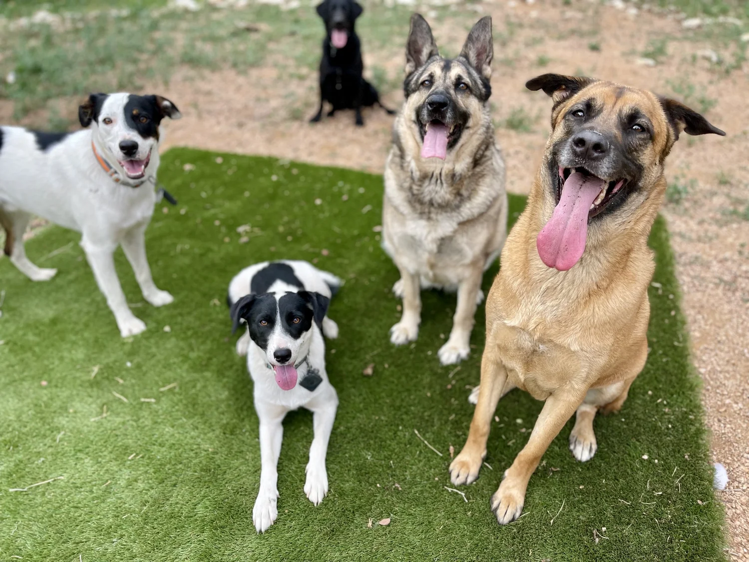 Longhorn Dog Boarding & Training Leander & Cedar Park