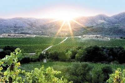 vineyard.jpg