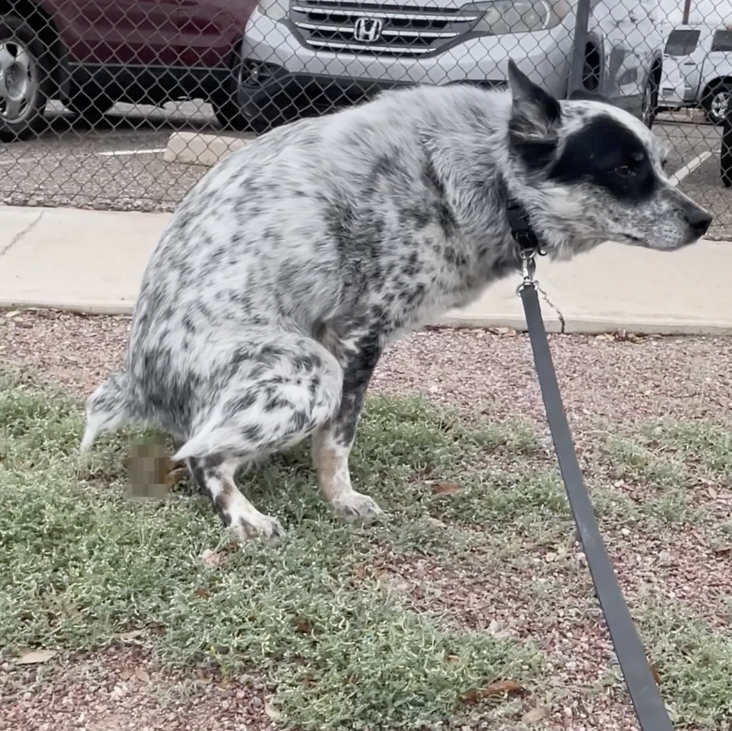 BIRTH CHART OF DOG POOP