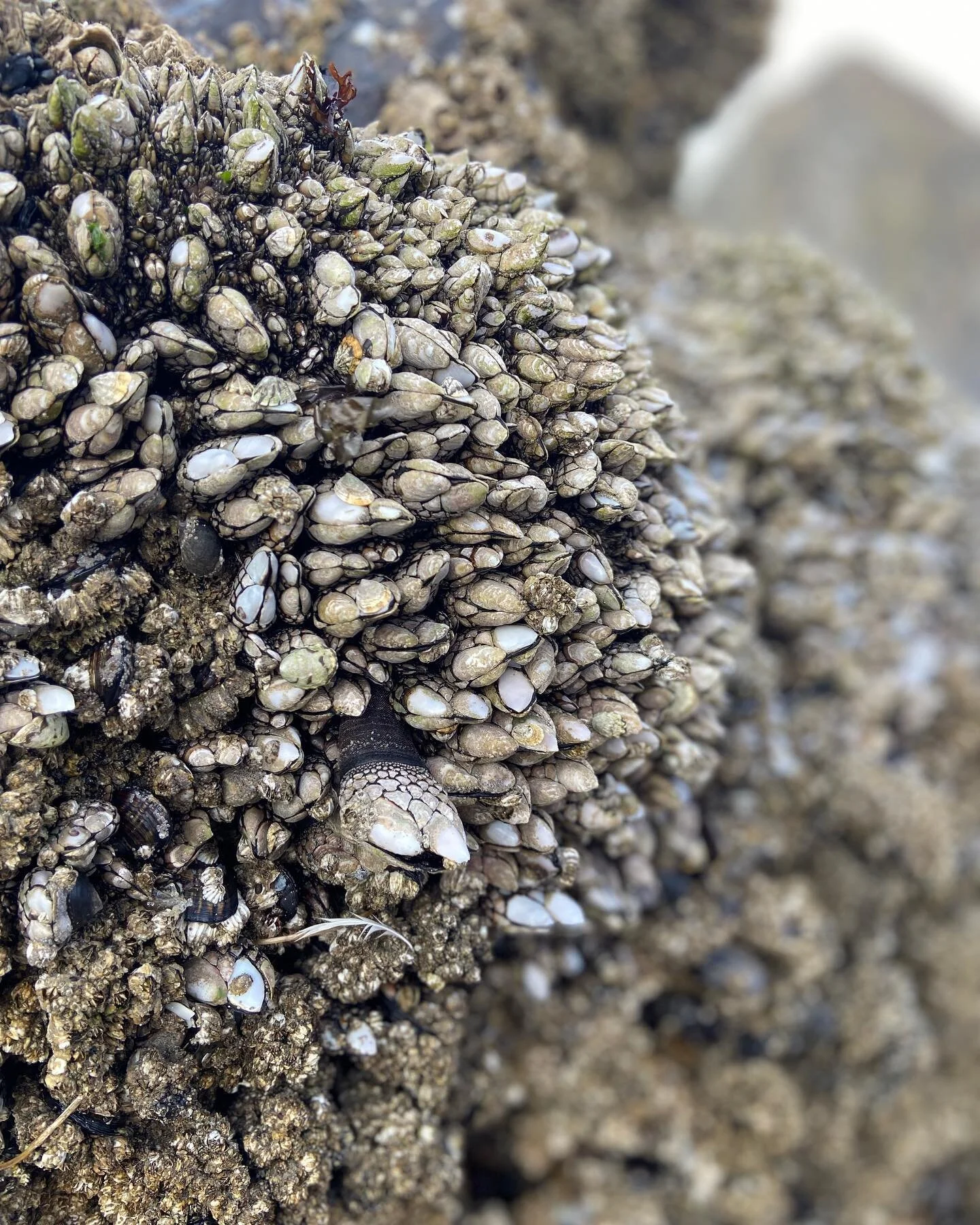 A dragon paw emerges from the barnacles. 
.
.
.
.

#haystackrock #oregoncoast #gooniesneversaydie #vacationmode #exploring #touristing #phamjanskysonthego #friendcation #travelphotography #landscapephotography #beachphotography