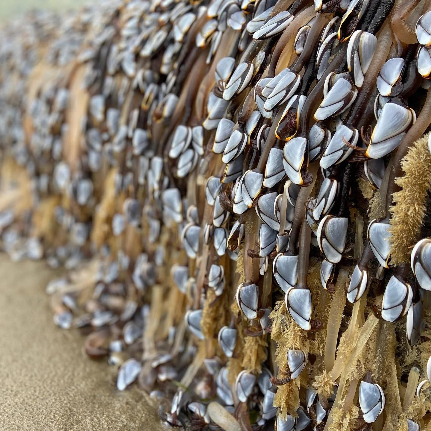 Goose neck barnacles during low tide. 
.
.
.
.
#oregoncoast #manzanitabeach #gooseneckbarnacles #seacreatures #creepycrawlies #ocean #beach #seashore #lowtide #saveouroceans #beachtime #beachwalk #naturewalk #optoutside #alwaysoutdoors #naturephotogr