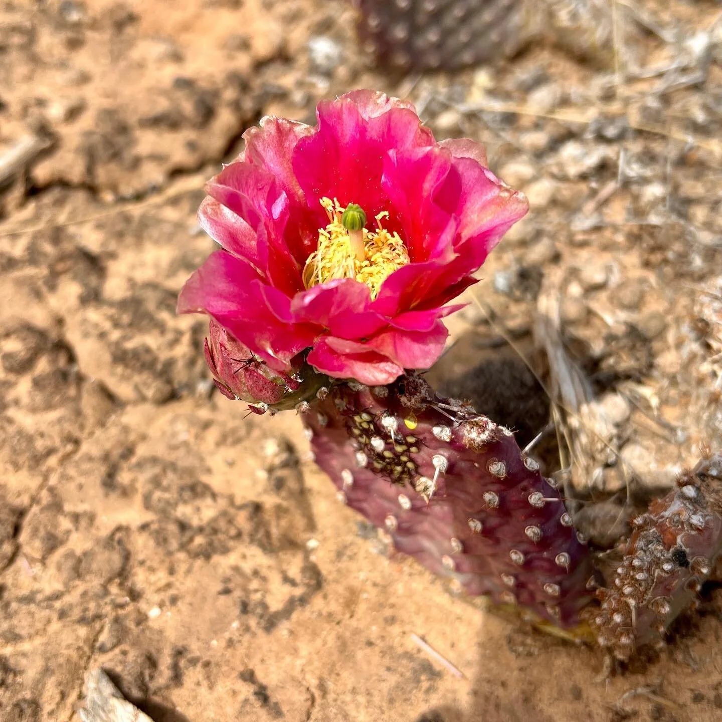 The fleeting beauty of spring blooms never cease to impress. 
.
.
.
.
.
#southwestcolorado #desert #desertflowers #springbloom #desertvibes #hawkinspreserve #localtrails #sundayhike #localflora #pricklypearcactus #montezuma #cortezculturalcenter