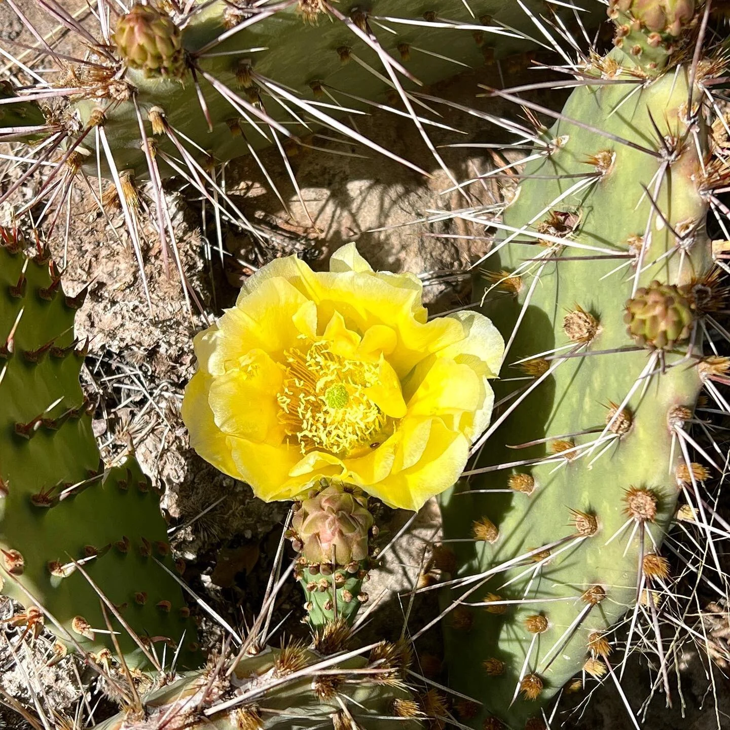 If you look closely among the sand and rocks and cactus, you may find something quite lovely. 
.
.
.
.

#southwestcolorado #desert #desertflowers #springbloom #desertvibes #hawkinspreserve #localtrails #sundayhike #localflora #pricklypearcactus #mont