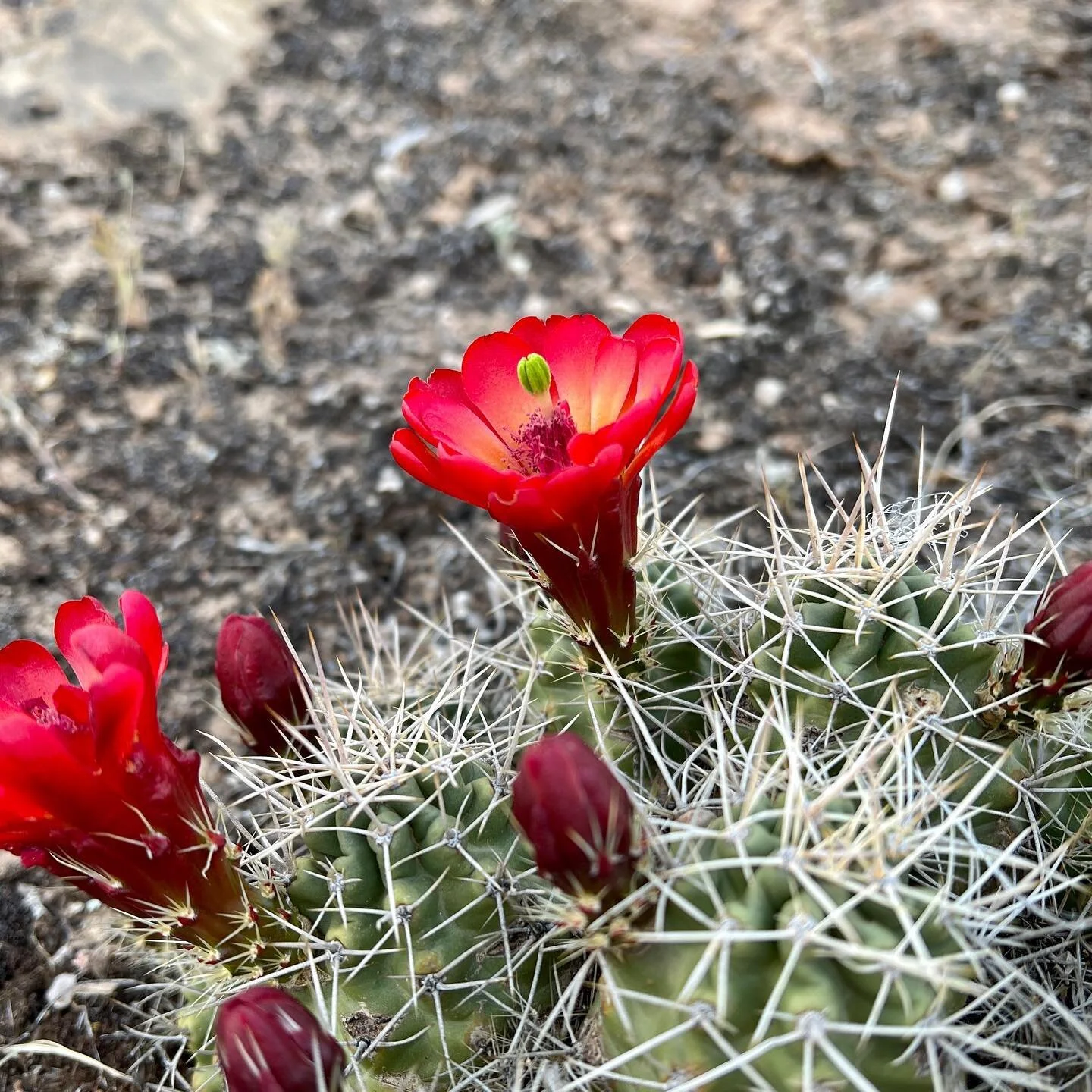 By far my favorite of our local desert flowers, the Claret Cup aka &ldquo;fuzzy lumpkins&rdquo; (#2). When they all bloom at once, it&rsquo;s an incredible explosion of color (#3).
.
.
.
.

#southwestcolorado #desert #desertflowers #springbloom #dese