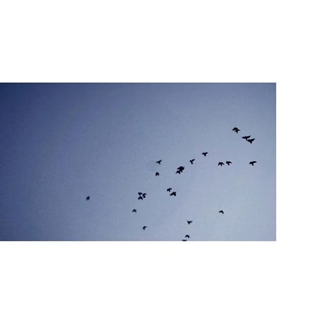 measuring the May sun with the beat of his wings .
.

Abdul Rahim al-Sheikh