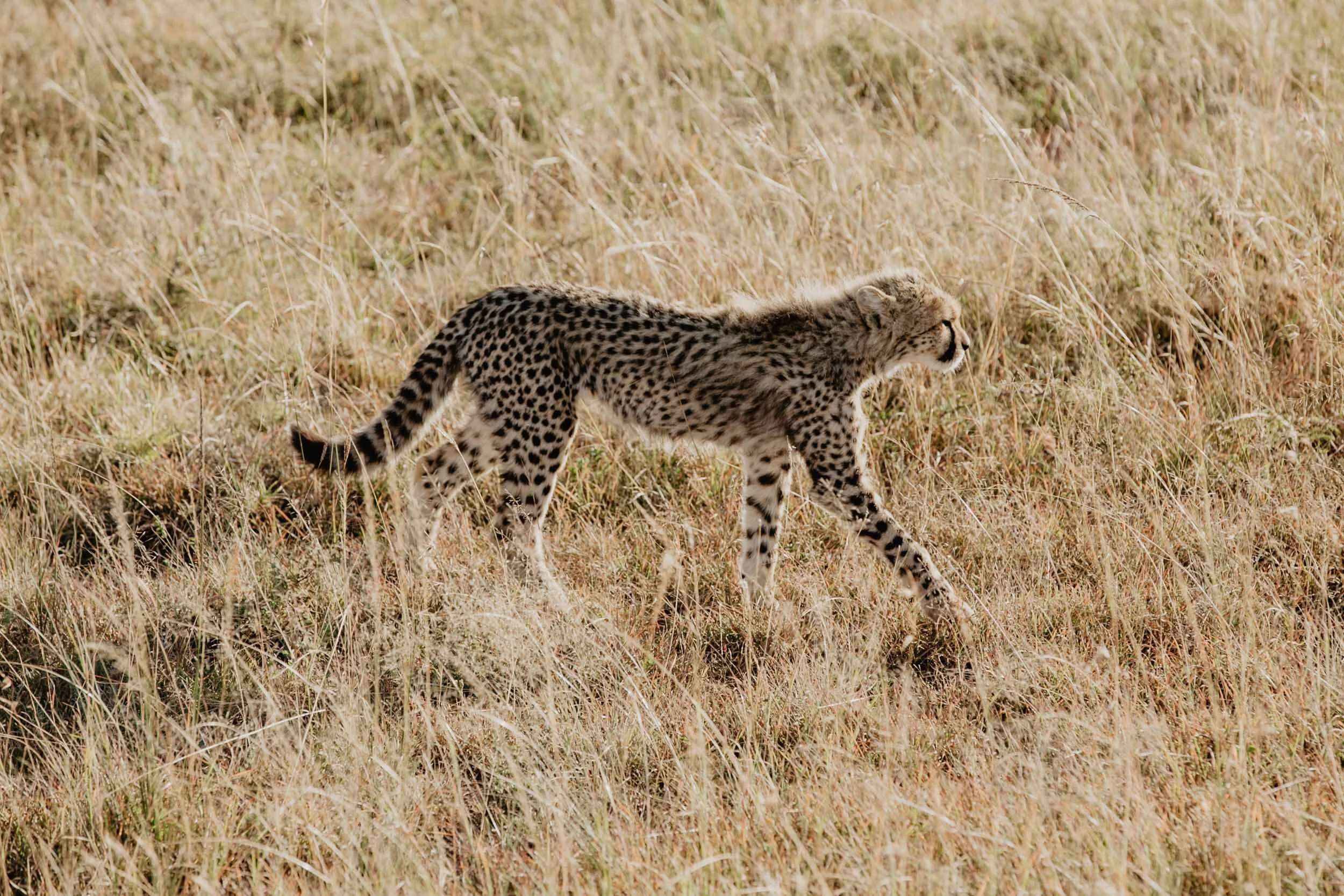 cheetah cub africa safari