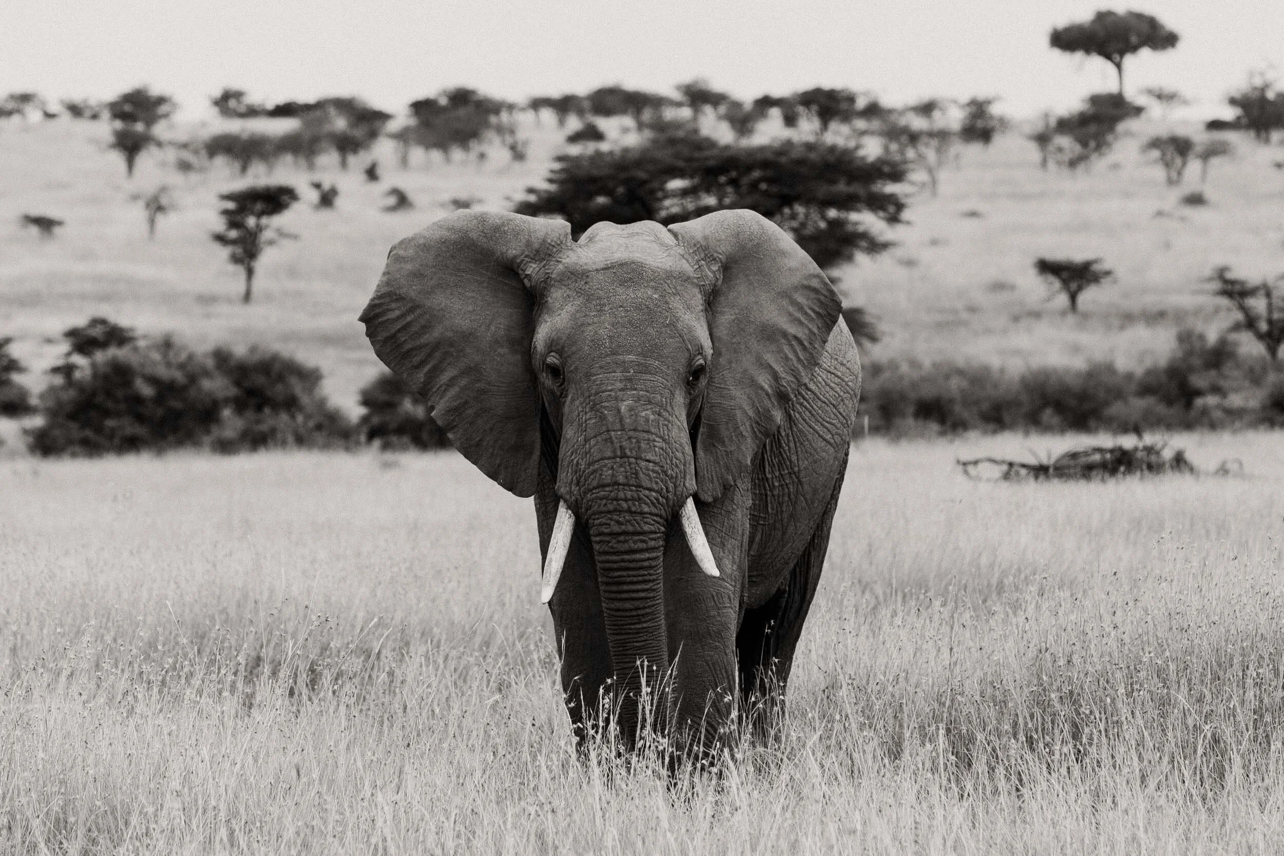 elephant kenya wildlife safari